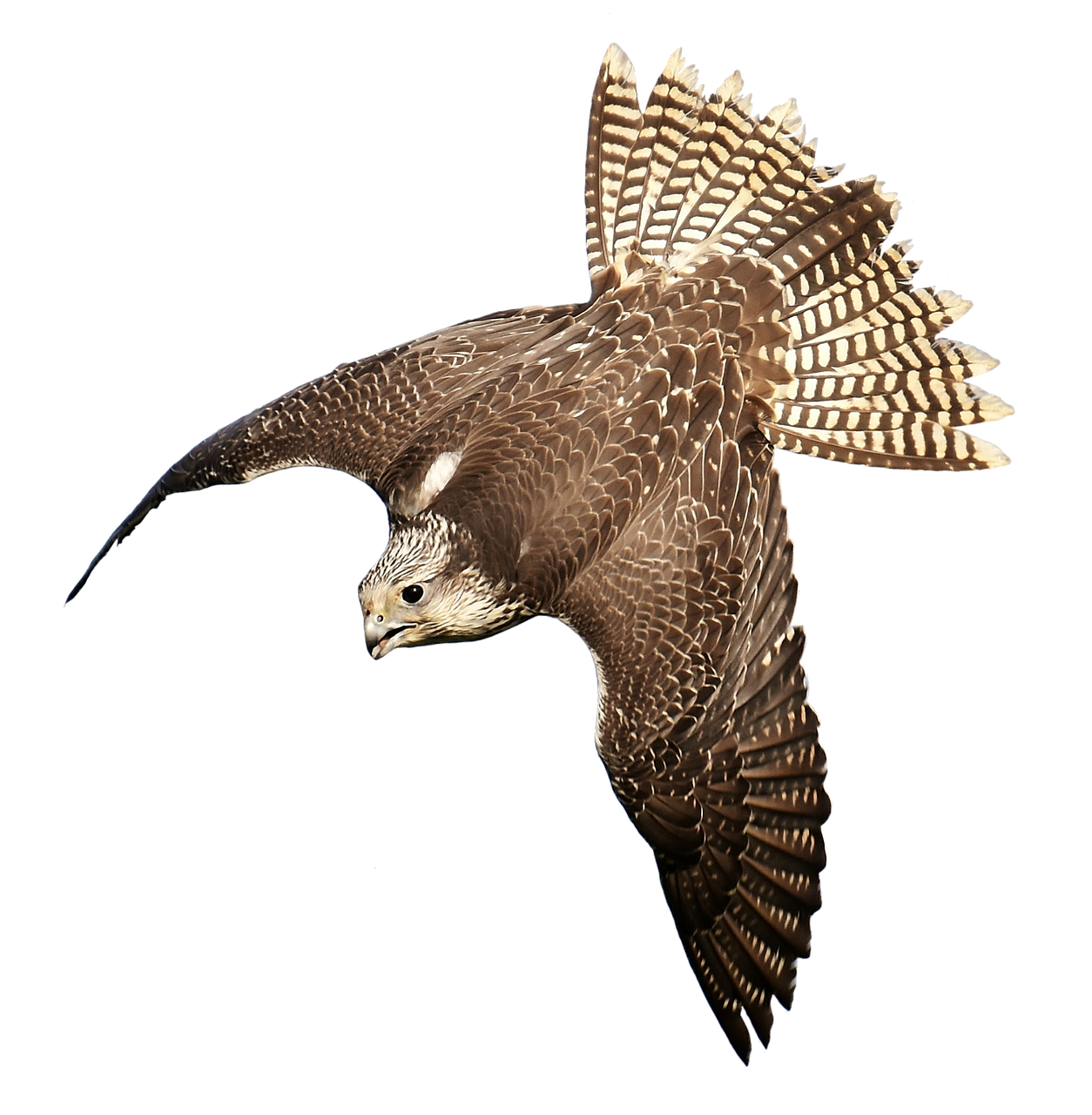 falcon, birds of prey, bird-2928724.jpg