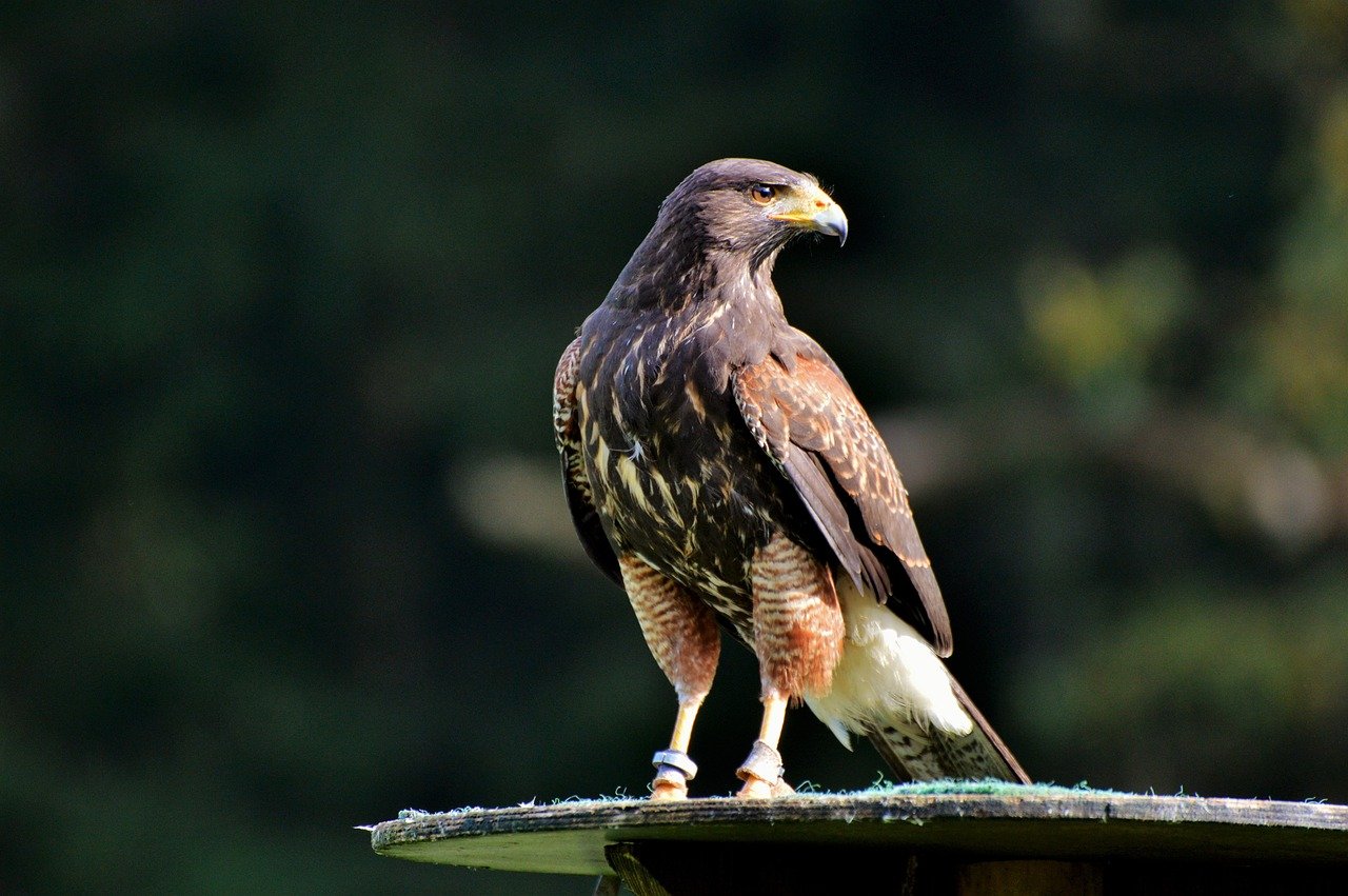 peregrine falcon, falcon, birds of prey-3023839.jpg